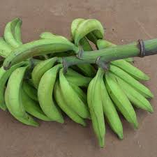 PLANTAIN UNRIPE